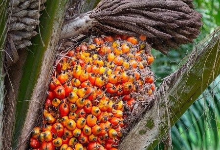 Malaysia Boosts Palm Oil Replanting with $330 Million Investment